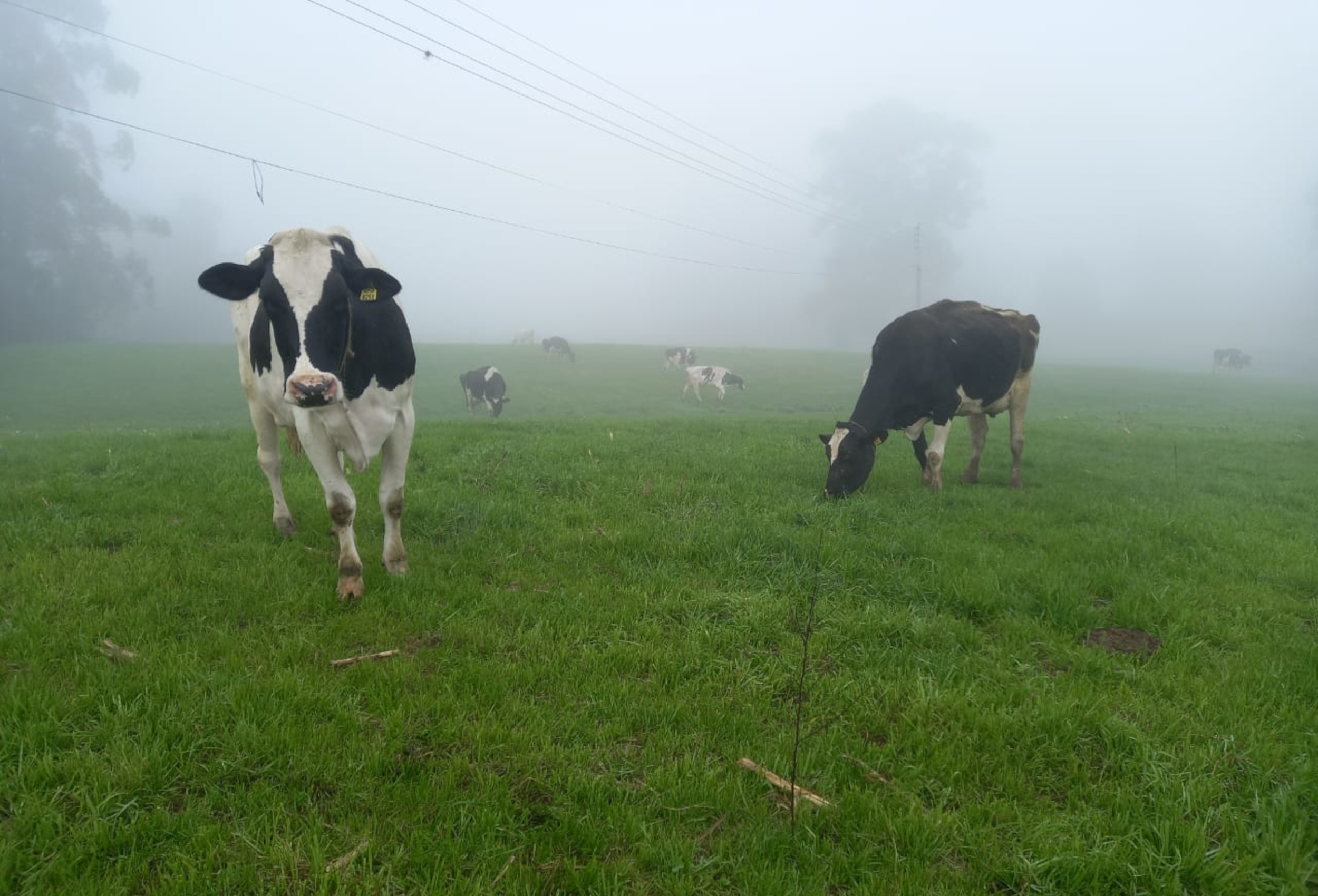 Vacas Holandesas toleram frio, mas umidade aumenta riscos no inverno gaúcho