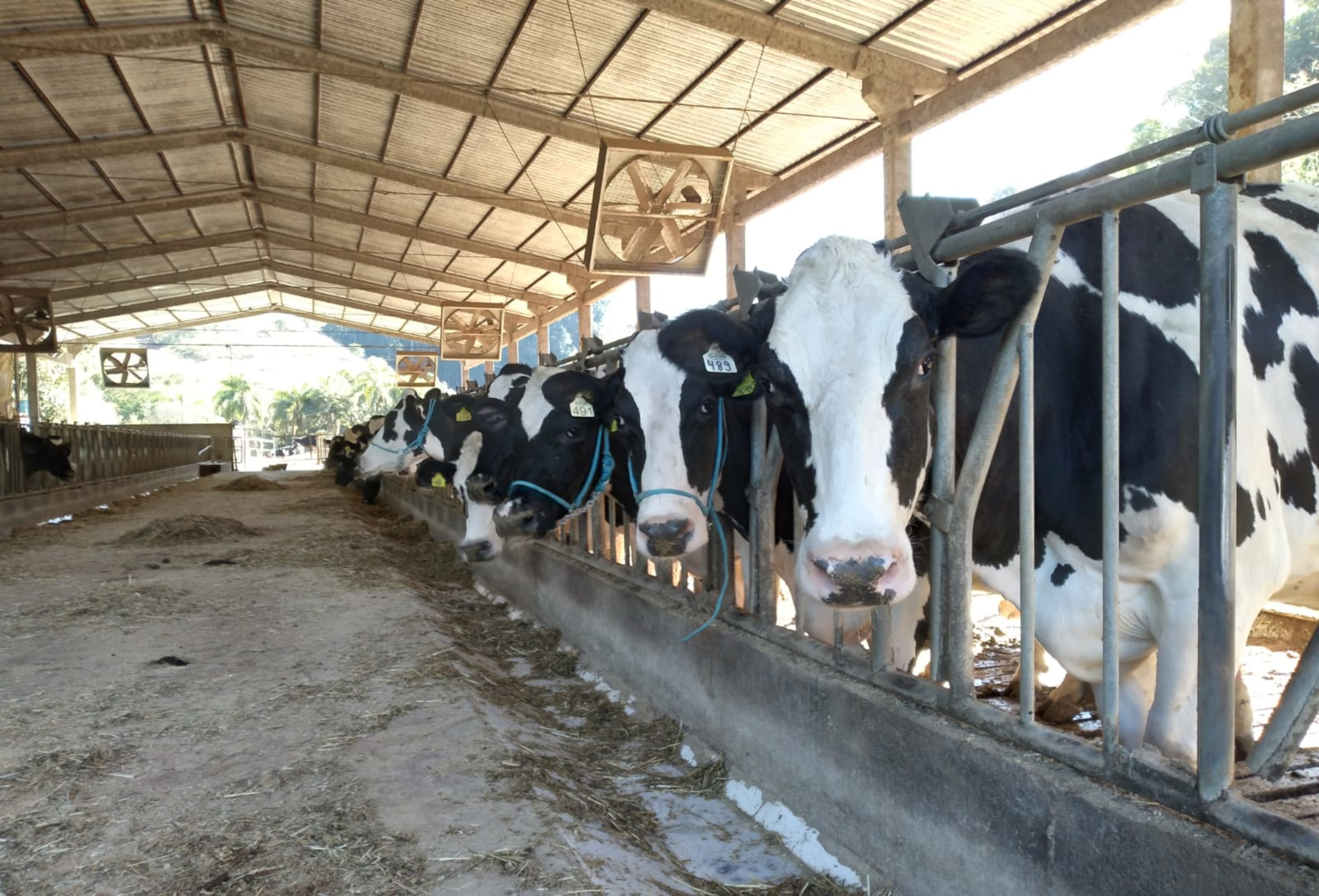 Gadolando fecha 2025 com salto nas classificações, mas queda em registros e controle leiteiro