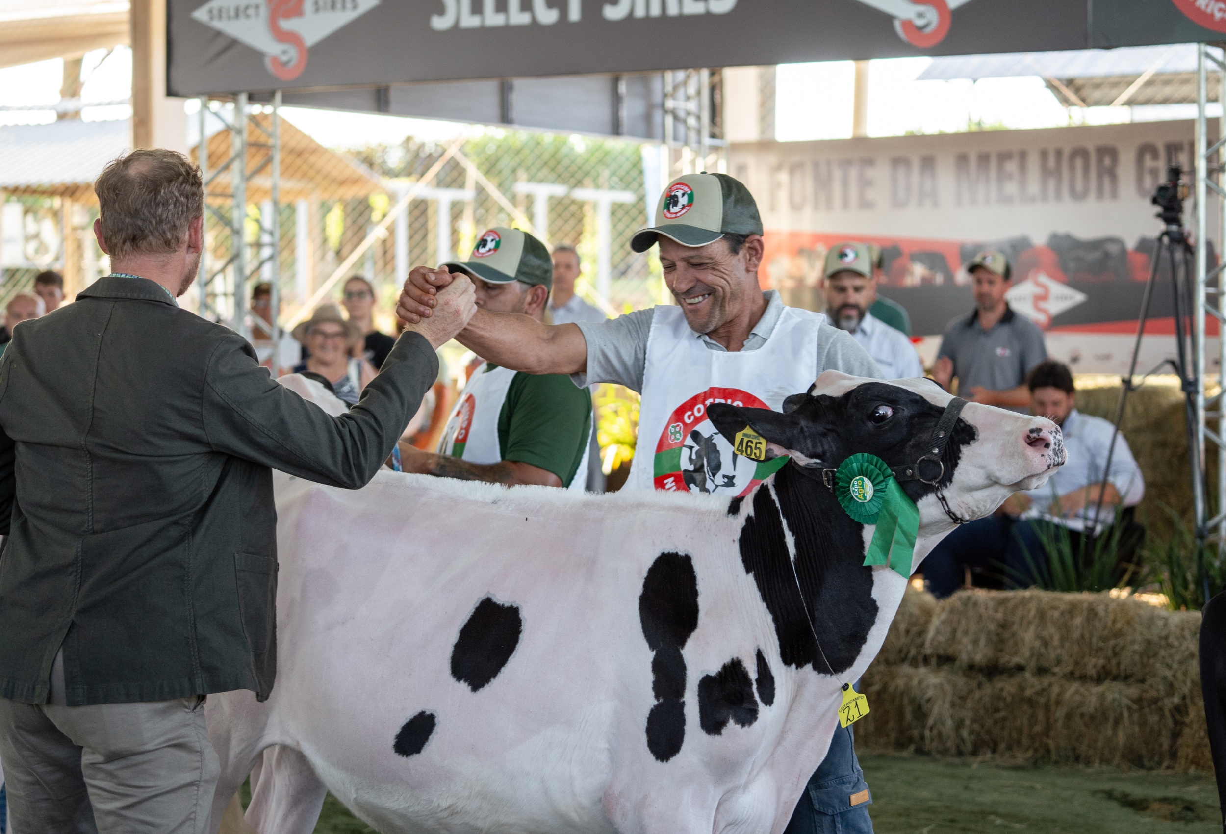 Gadolando leva 106 animais da raça Holandesa à Expoagro Cotricampo