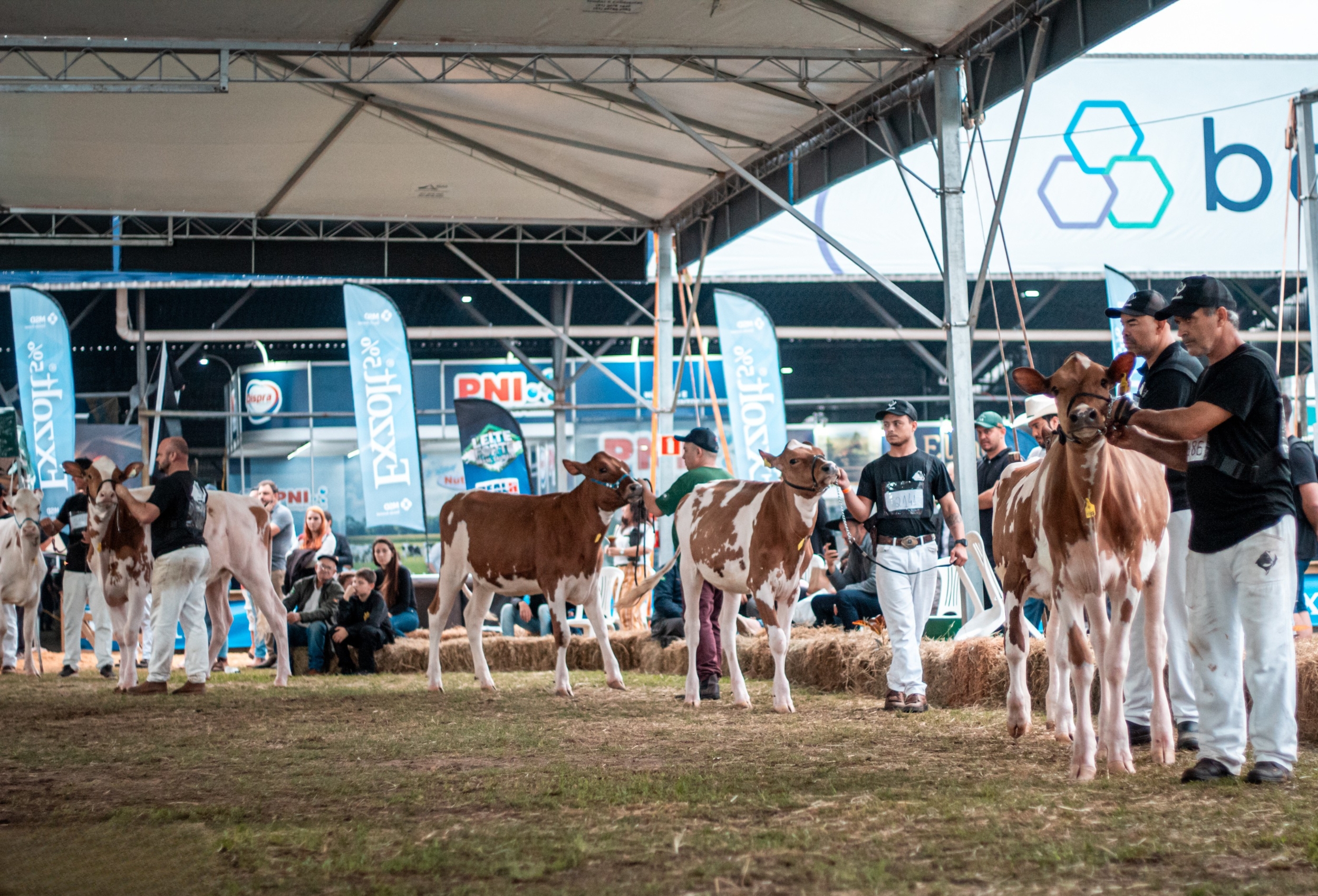 Raça Holandesa confirma 181 inscrições para a Expointer 2026