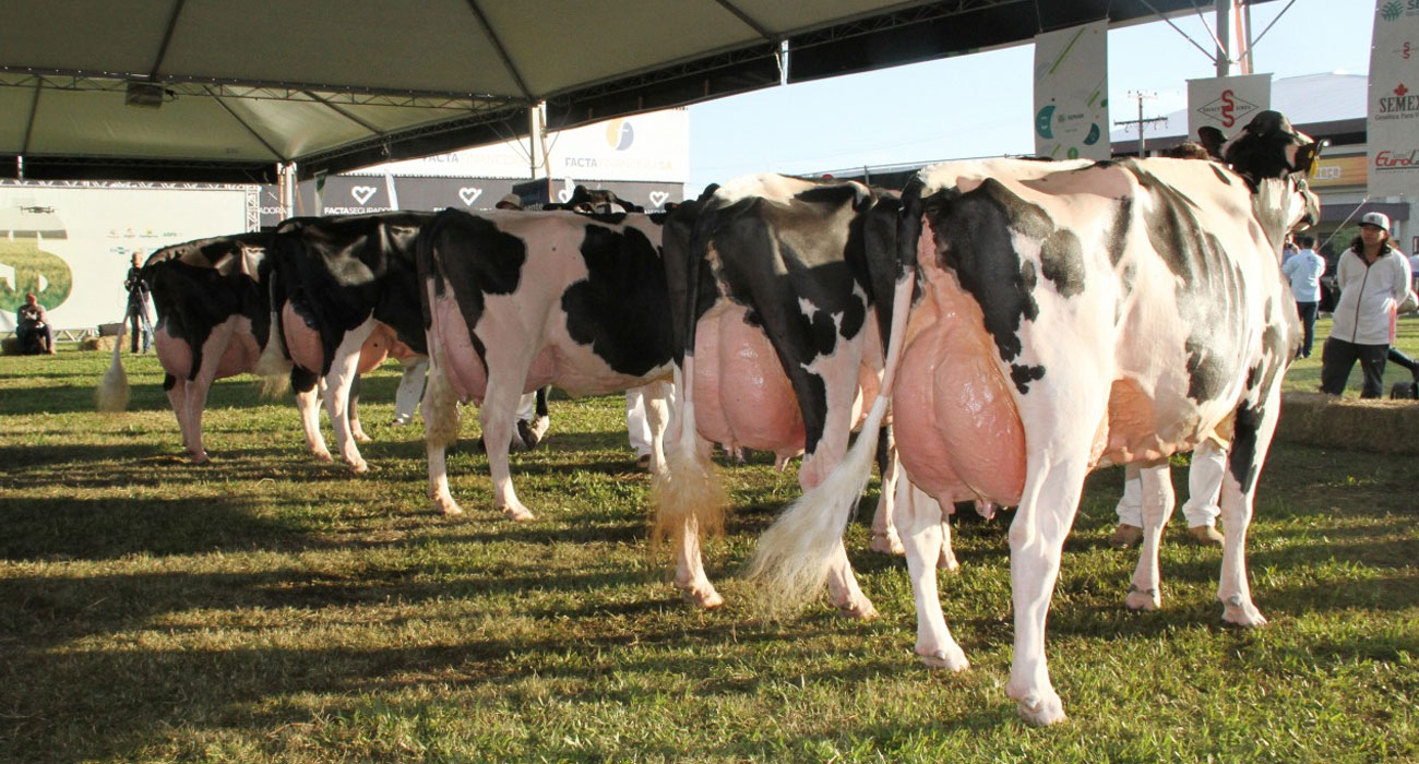 Qualidade genética da raça Holandesa será exibida em julgamento na Fenasul Expoleite