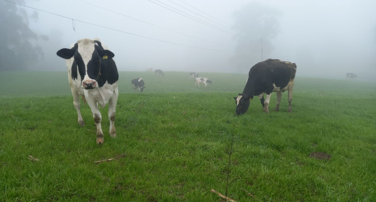 Enchentes no Rio Grande do Sul deixam produtores de leite isolados