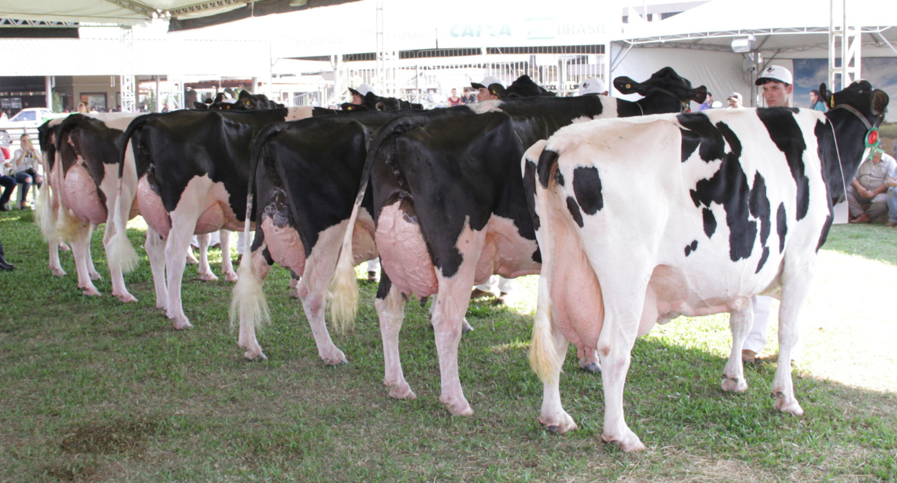 Raça Holandesa marca presença na Festleite de Anta Gorda