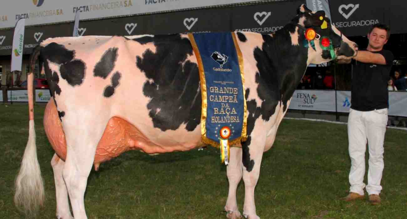 Julgamento do gado Holandês na Fenasul Expoleite consagra exemplar de Salvador do Sul